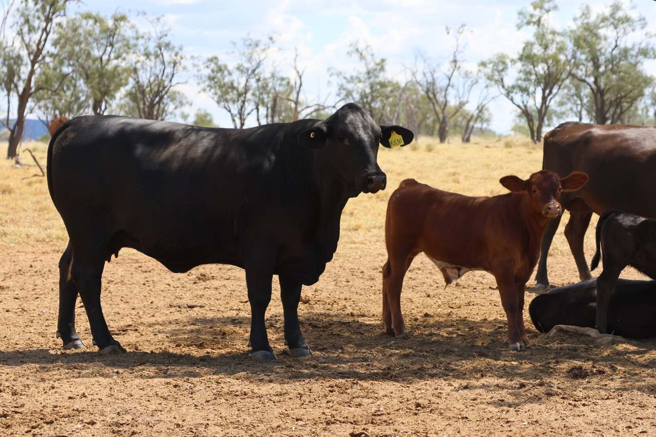 1468 Benlidi Idalia Road, Blackall For Sale by Farmbuy.com - image 16