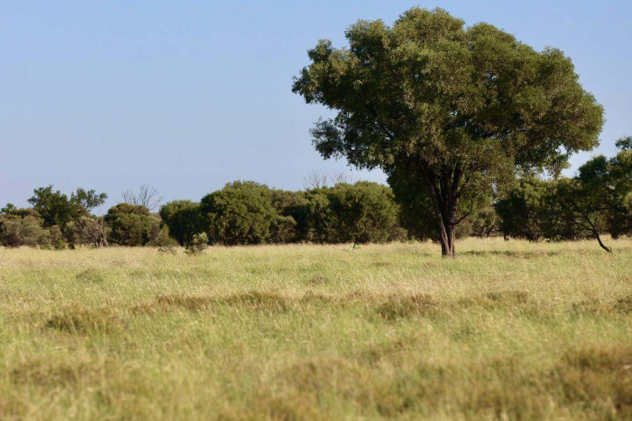 1468 Benlidi Idalia Road, Blackall For Sale by Farmbuy.com - image 9