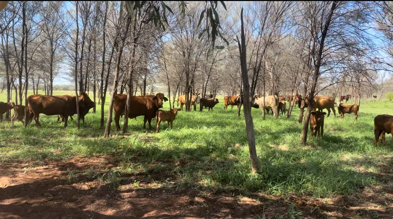 21985 Stuart Highway, Davenport For Sale by Farmbuy.com - image 32