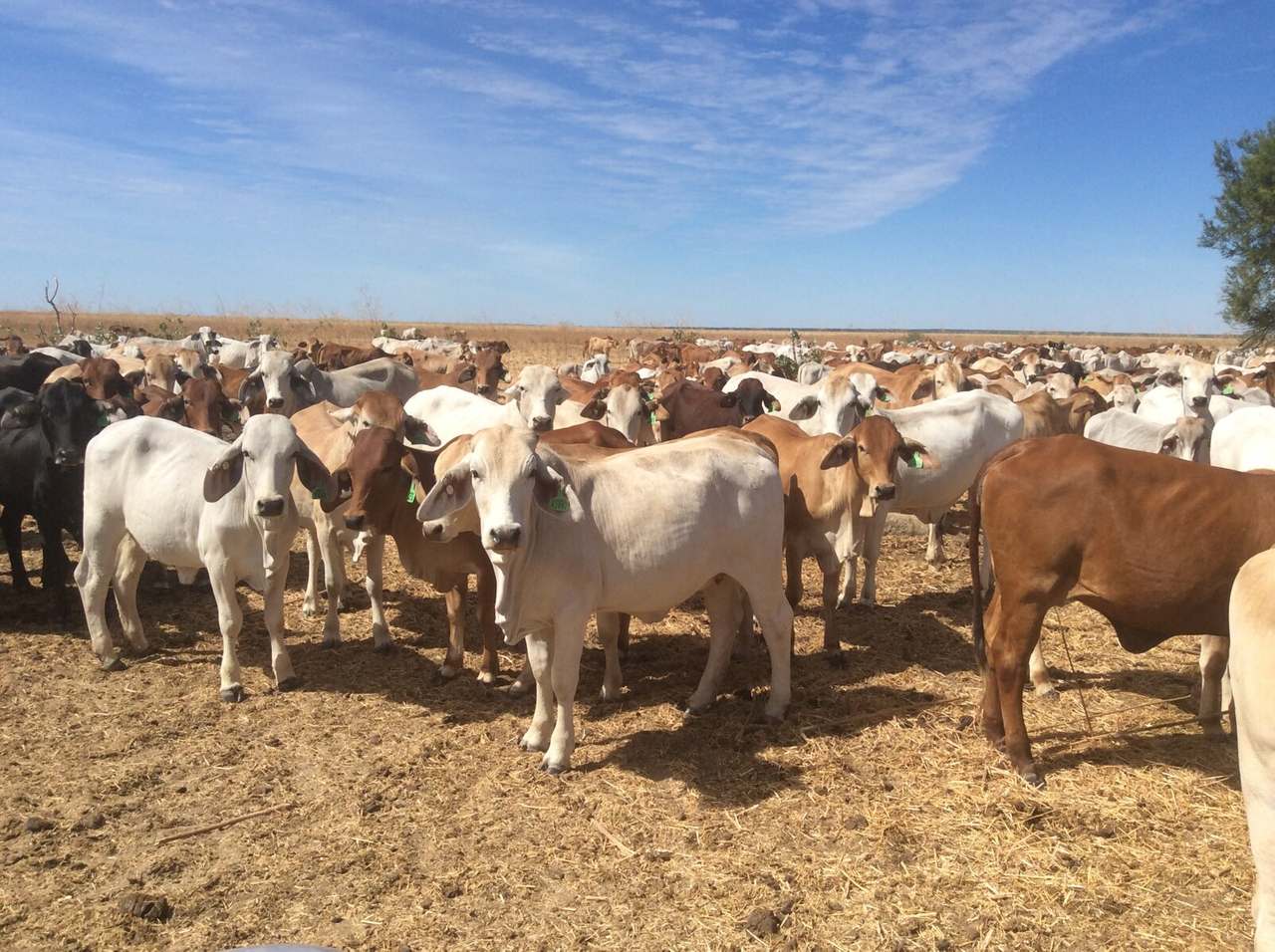21985 Stuart Highway, Davenport For Sale by Farmbuy.com - image 14
