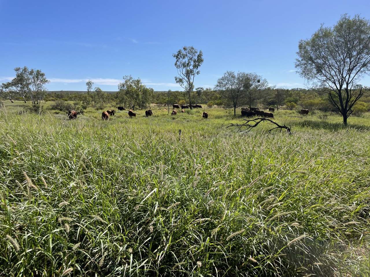 21985 Stuart Highway, Davenport For Sale by Farmbuy.com - image 33