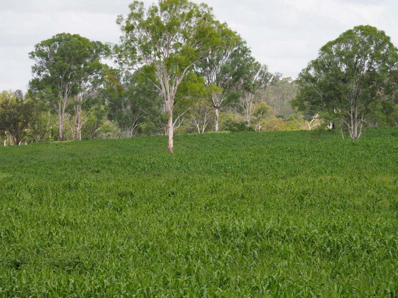 'Rosehill", Takilberan For Sale by Farmbuy.com - image 14