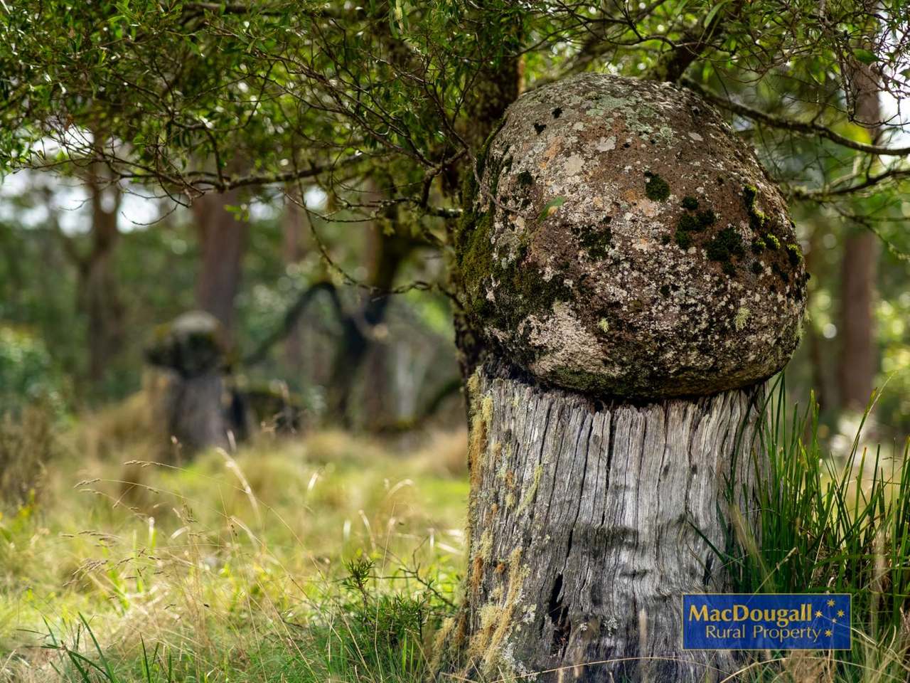 Wild Rock, Ebor Sold by Farmbuy.com - image 36