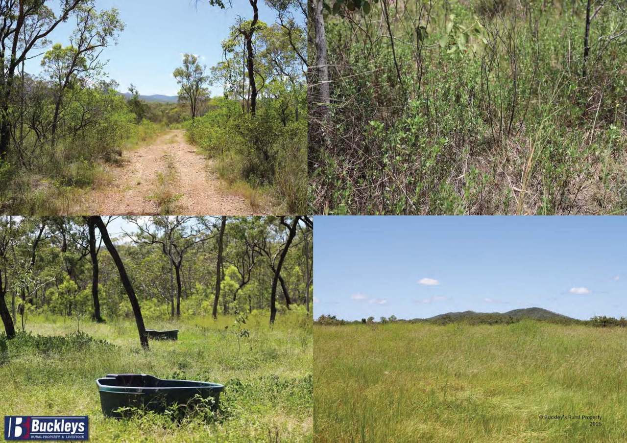 Developmental Road, Lakeland Auction by Farmbuy.com - image 8