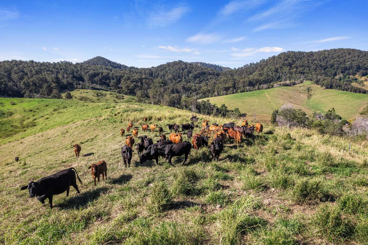 160 Buchanan Road, Ross Creek For Sale by Farmbuy.com - image 22