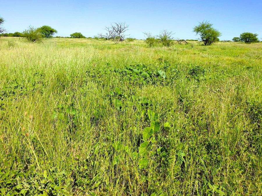 "Mugwee ", Hughenden For Sale by Farmbuy.com - image 32
