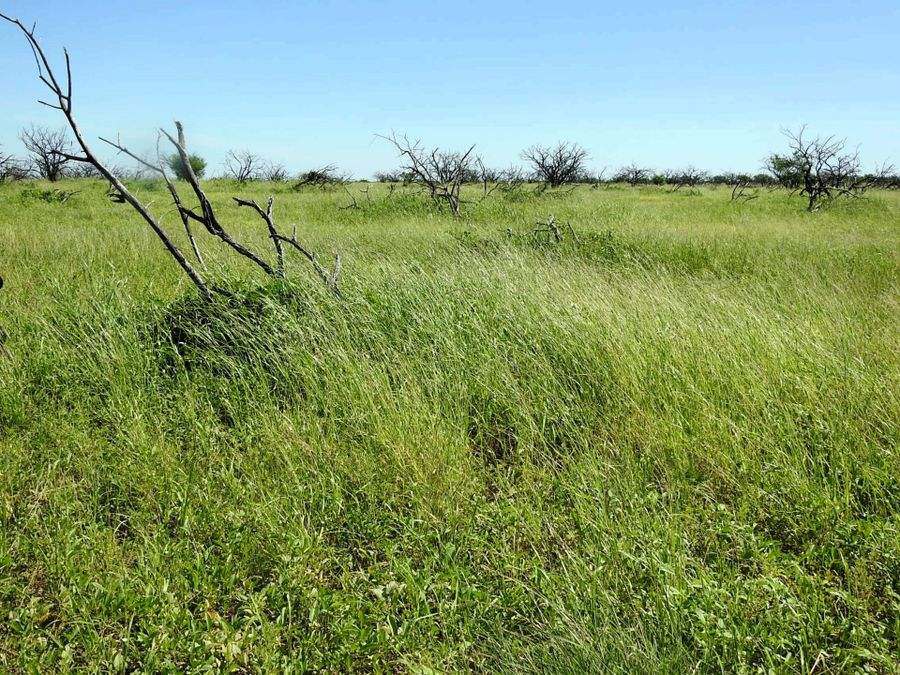 "Mugwee ", Hughenden For Sale by Farmbuy.com - image 34