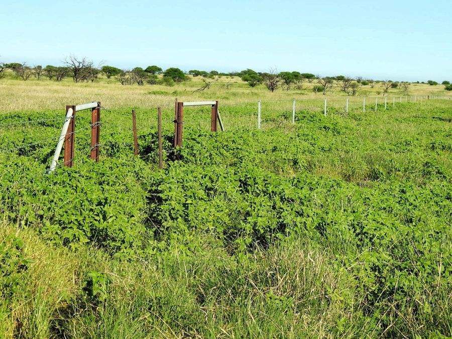 "Mugwee ", Hughenden For Sale by Farmbuy.com - image 26