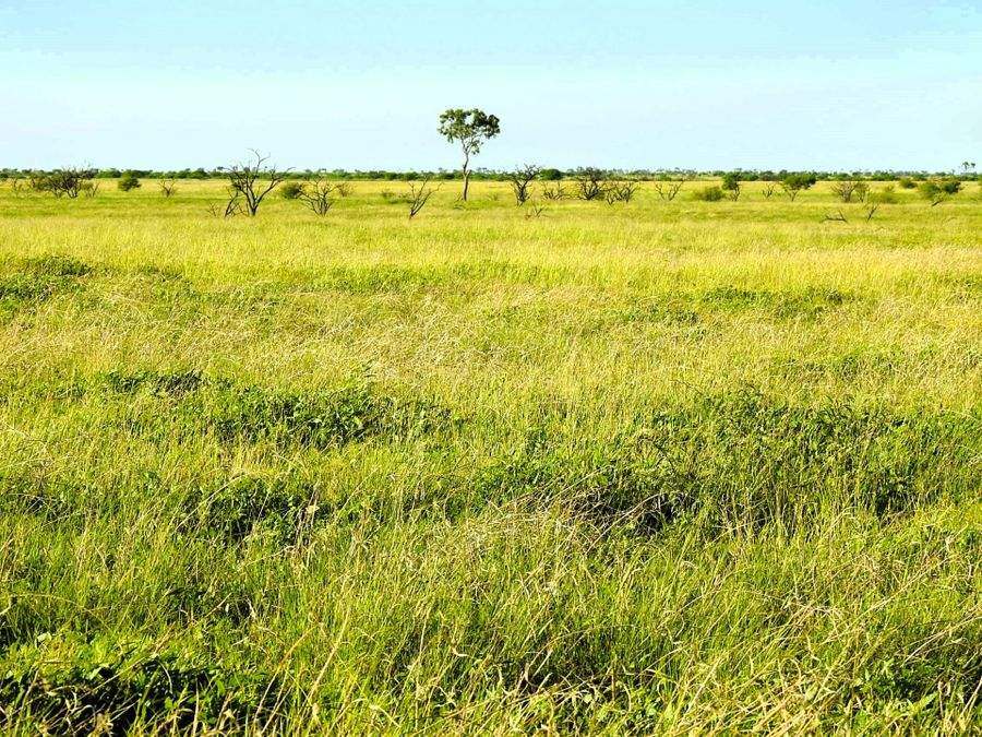 "Mugwee ", Hughenden For Sale by Farmbuy.com - image 2