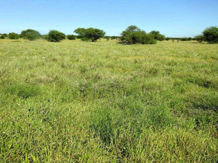 "Mugwee ", Hughenden For Sale by Farmbuy.com - image 30