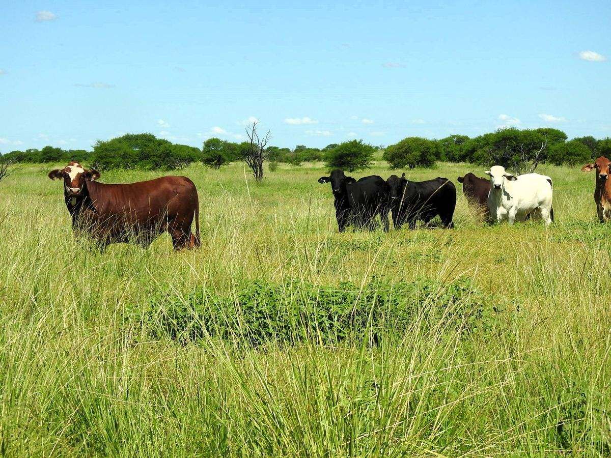 "Mugwee ", Hughenden For Sale by Farmbuy.com - image 38