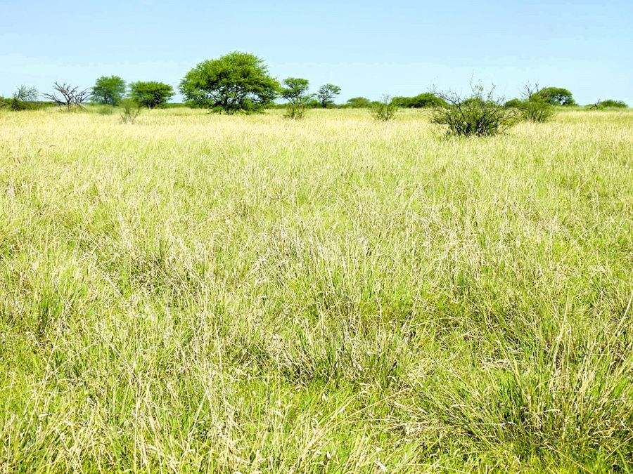 "Mugwee ", Hughenden For Sale by Farmbuy.com - image 31