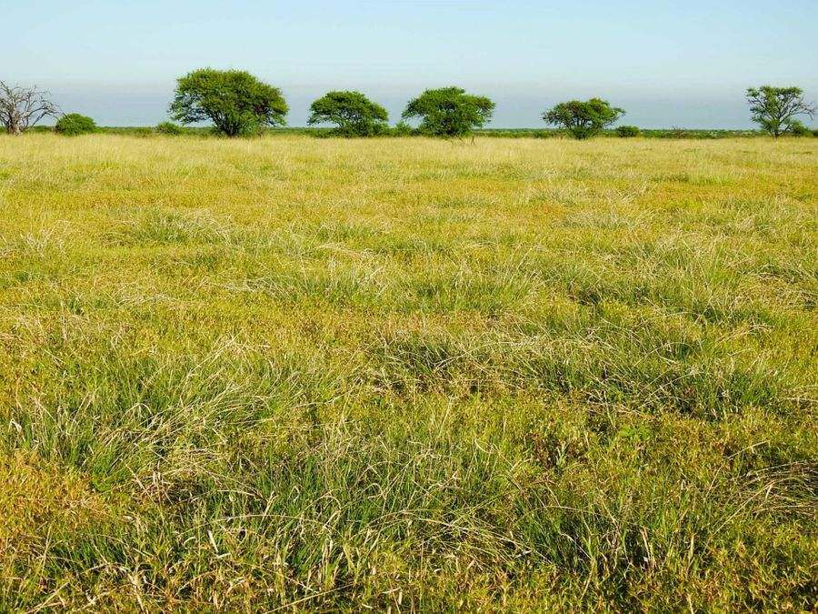 "Mugwee ", Hughenden For Sale by Farmbuy.com - image 4