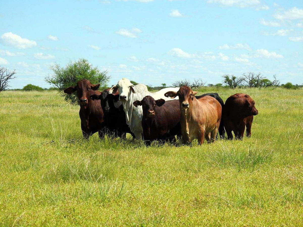 "Mugwee ", Hughenden For Sale by Farmbuy.com - image 41