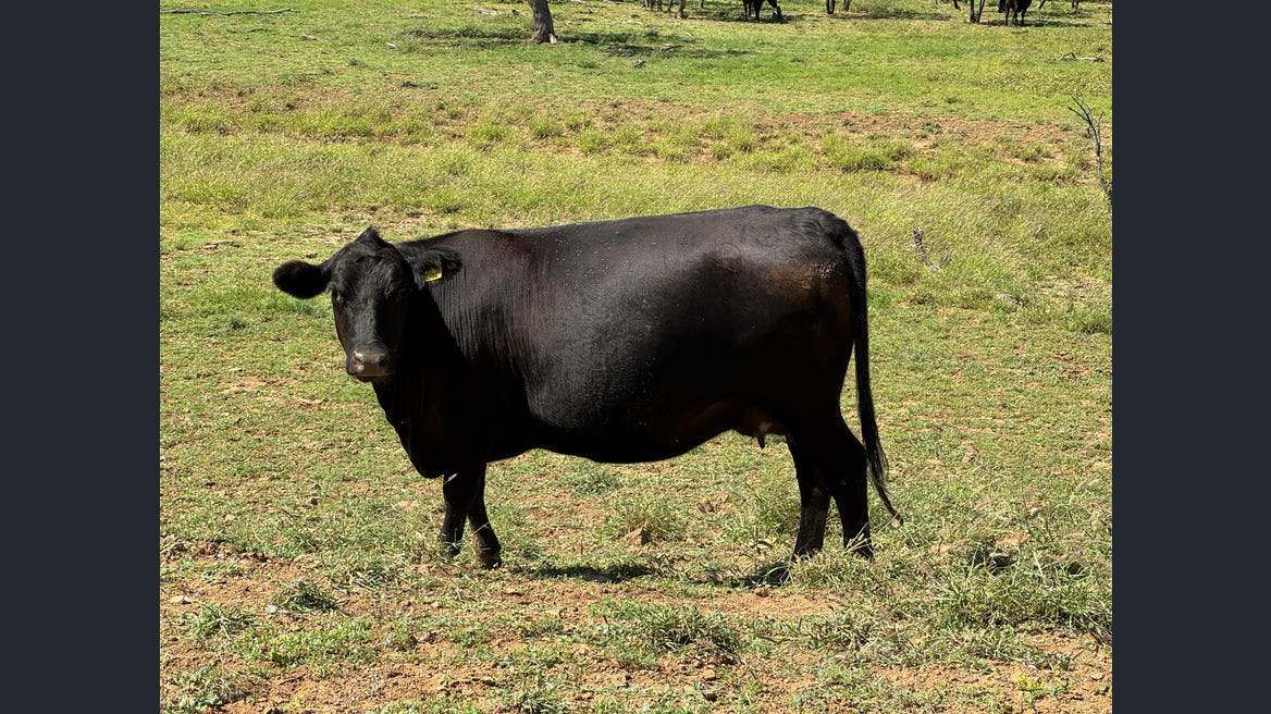 16589 Thomson Developmental Road, Longreach For Sale by Farmbuy.com - image 21