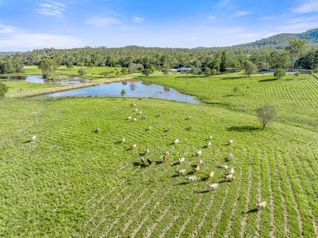 320 Bauple Woolooga Road, Gundiah For Sale by Farmbuy.com - image 3
