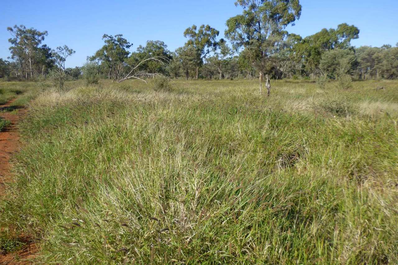 4631 Middle Creek Road, Langlo Auction by Farmbuy.com - image 9