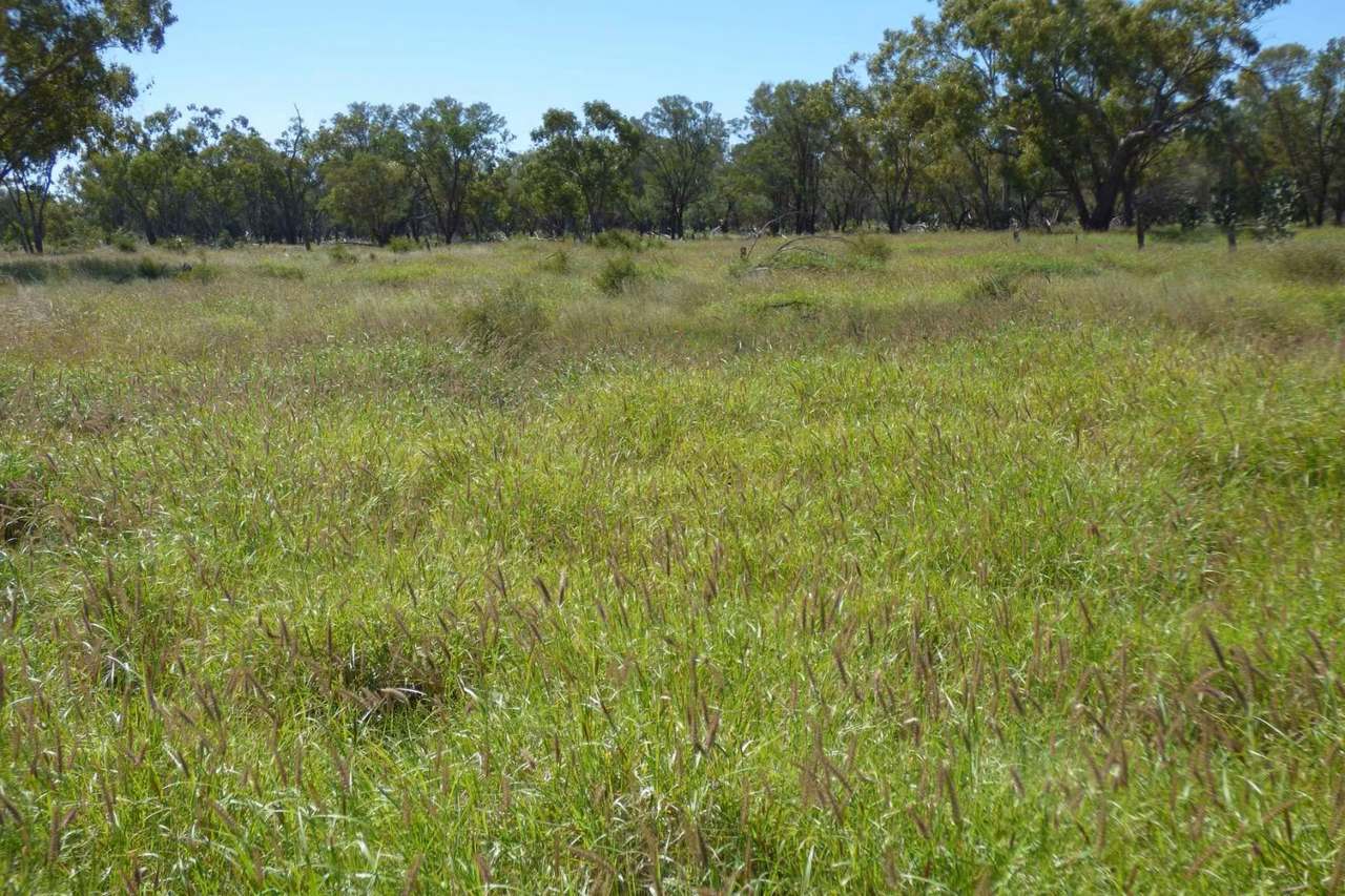 4631 Middle Creek Road, Langlo Auction by Farmbuy.com - image 4