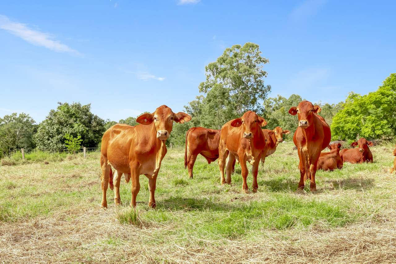 168 Repeater Station Road, Kanigan For Sale by Farmbuy.com - image 27