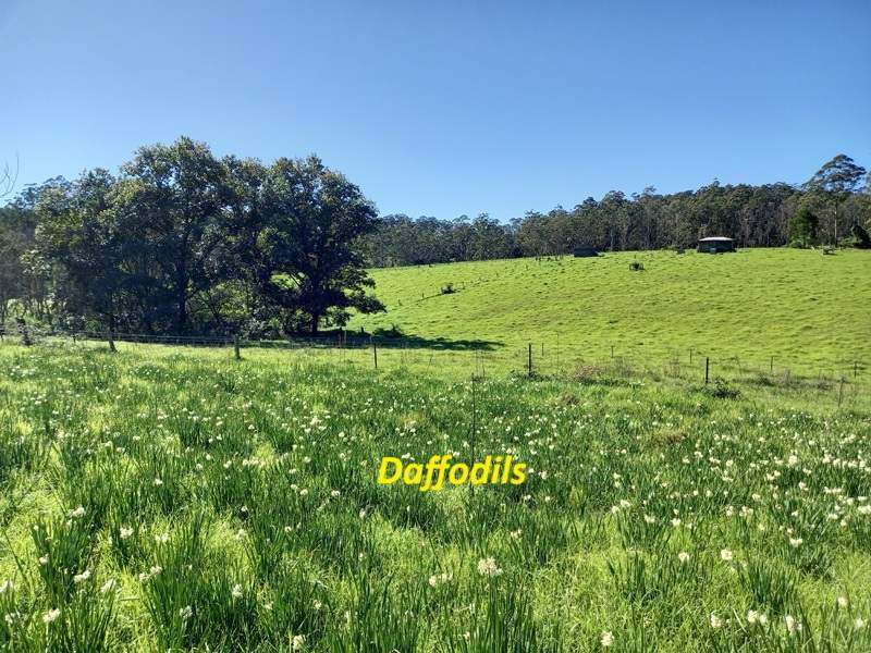 Dorrigo For Sale by Farmbuy.com - image 18