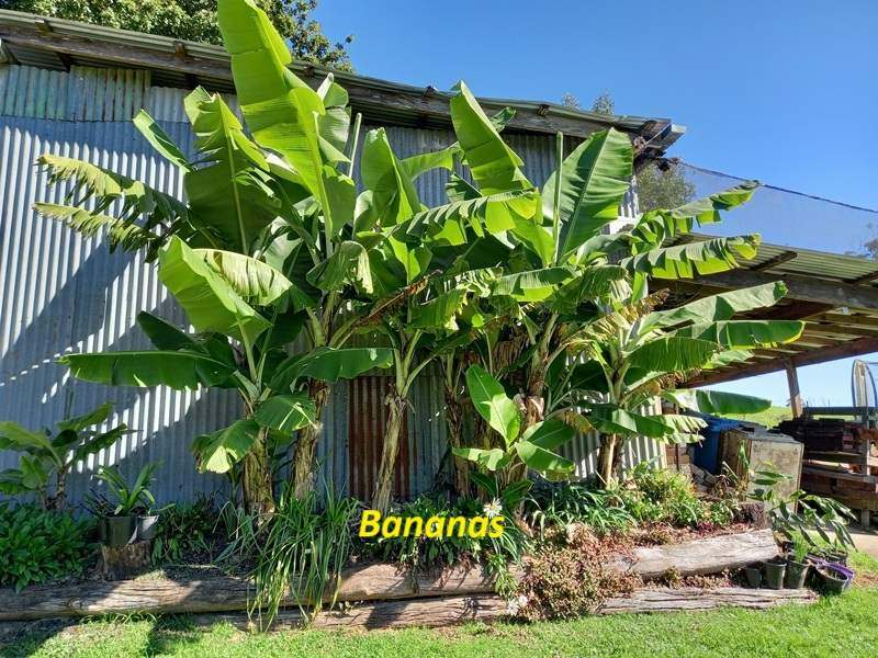 Dorrigo For Sale by Farmbuy.com - image 19
