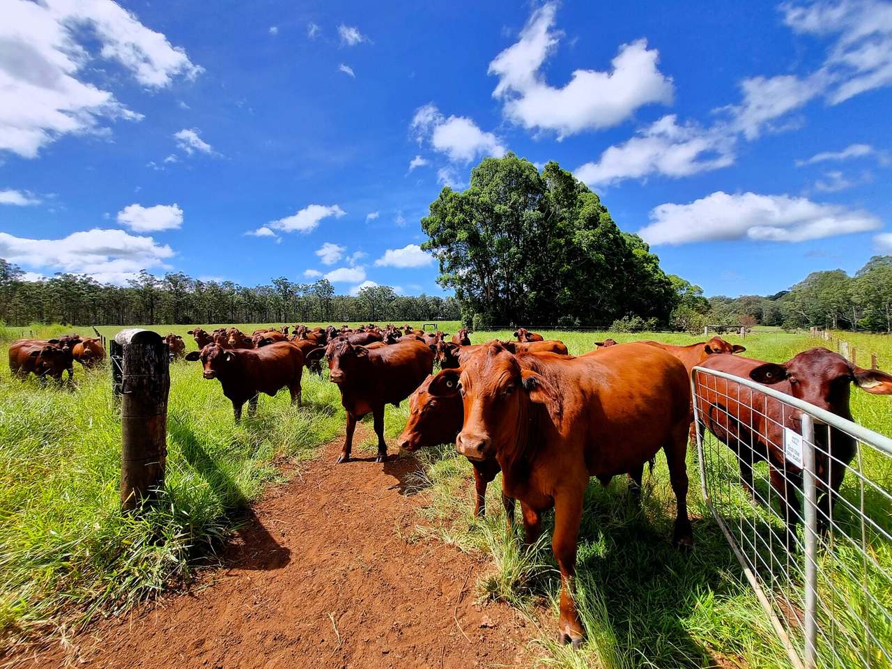 Wondecla For Sale by Farmbuy.com - image 21