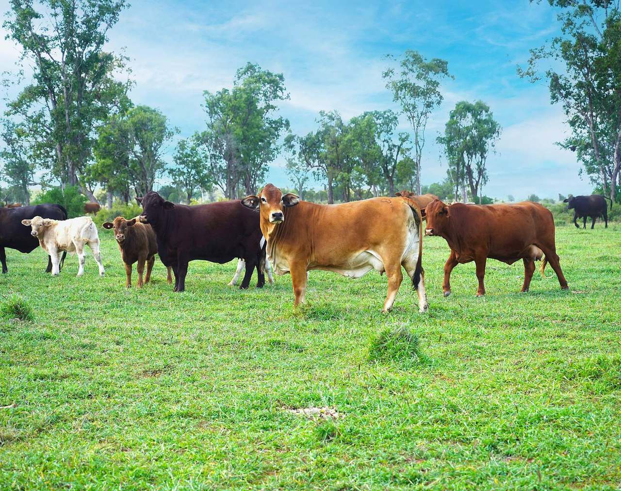 Surat Auction by Farmbuy.com - image 3