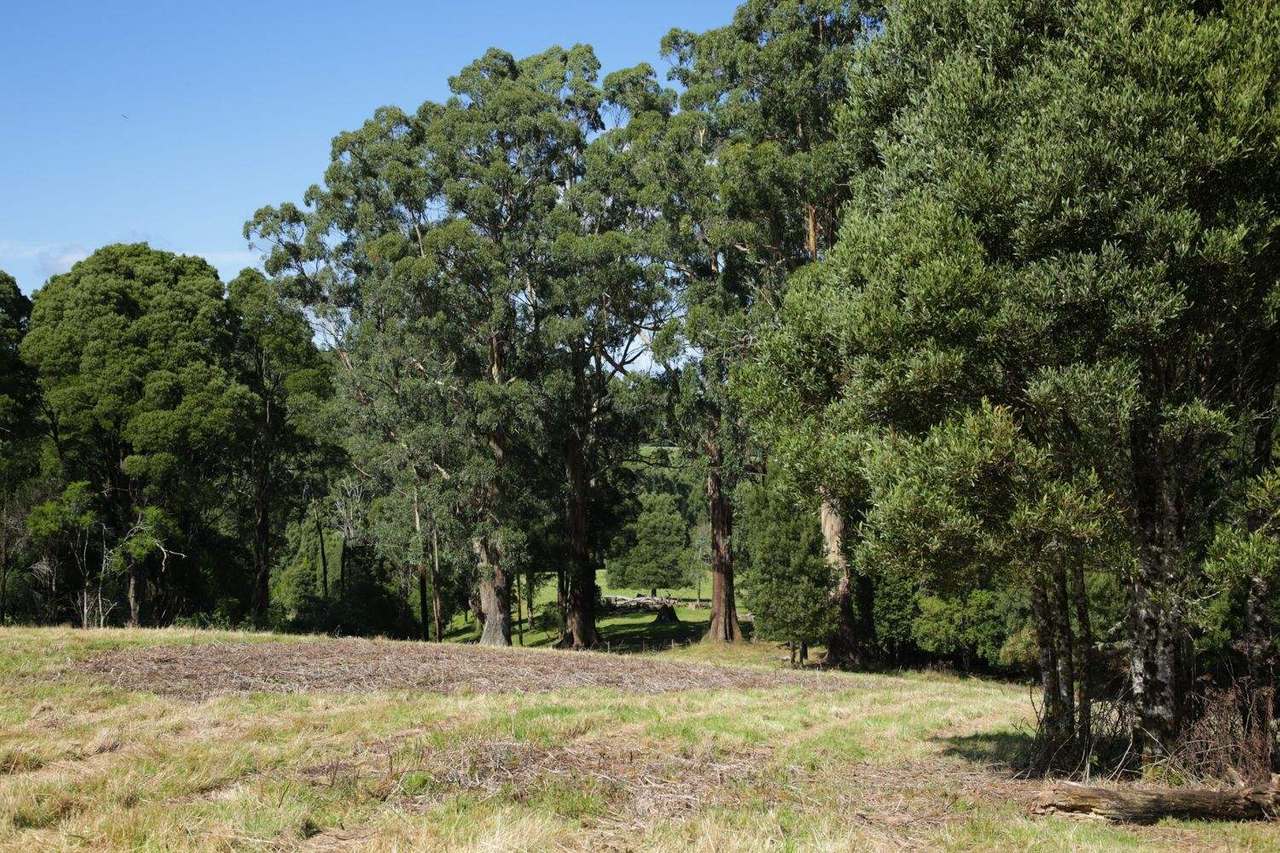 4195 Colac-Lavers Hill Road, Weeaproina For Sale by Farmbuy.com - image 6