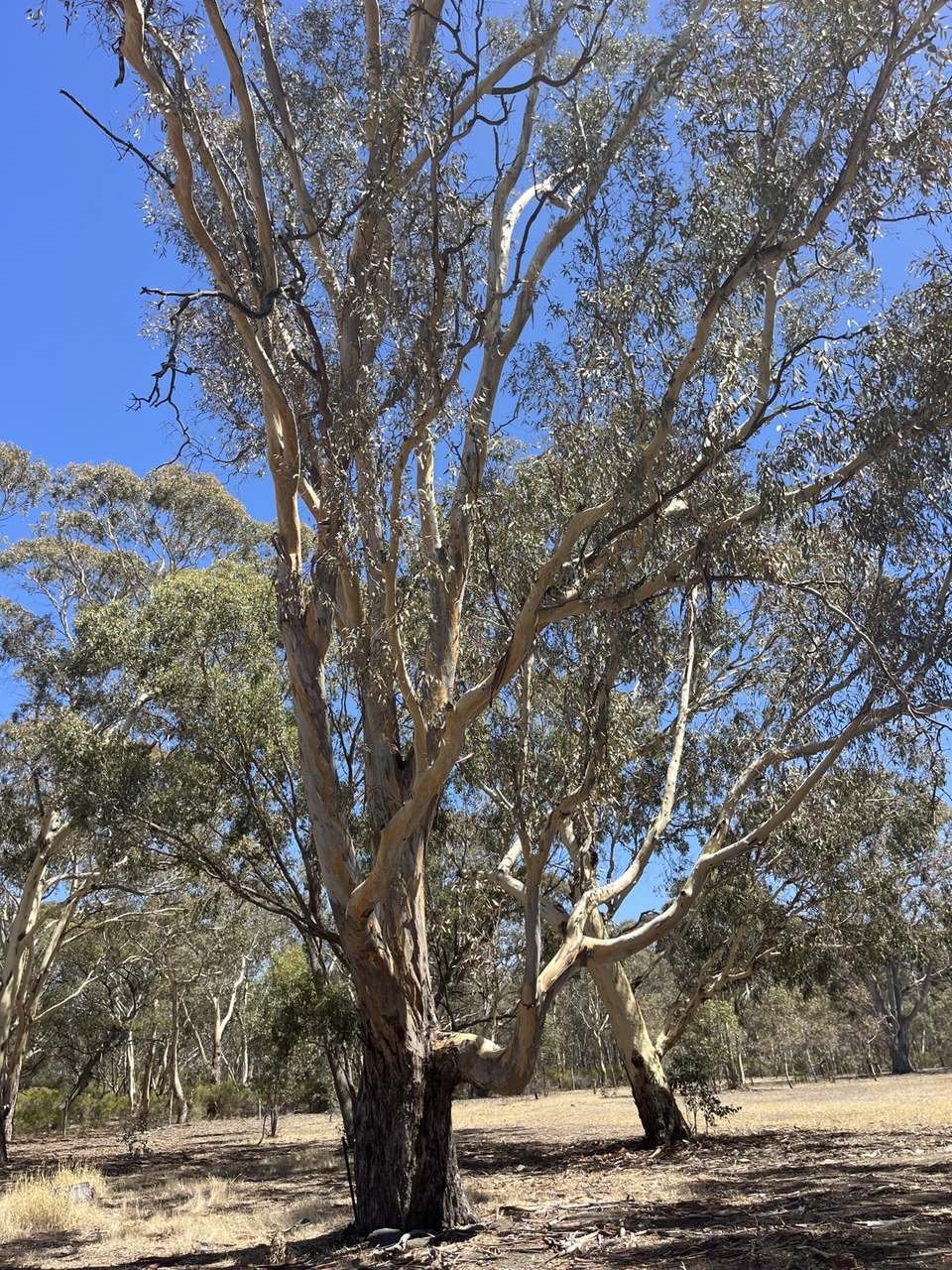 130 Kilkenny Lane, Clunes For Sale by Farmbuy.com - image 2