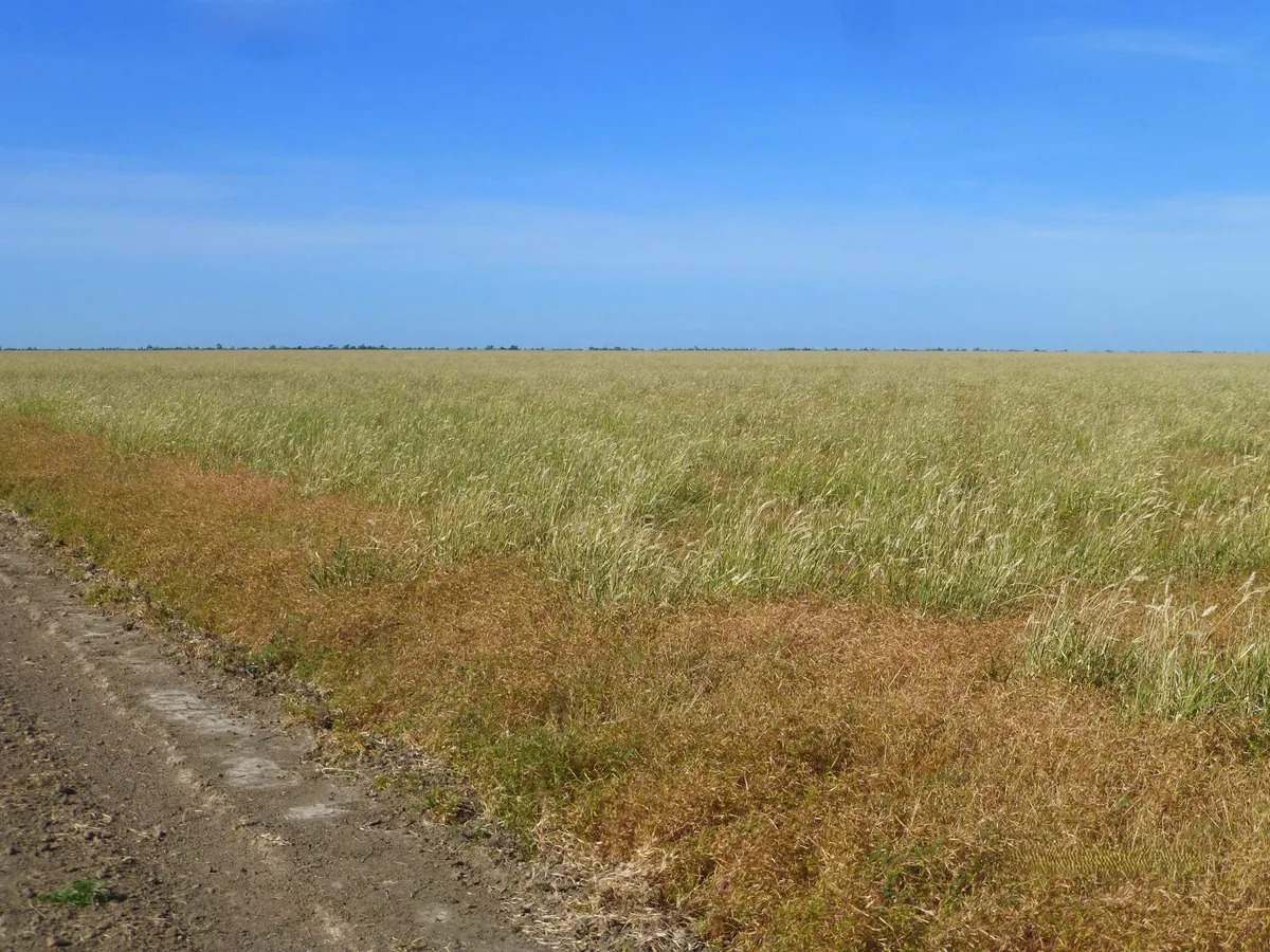 Ernestina Plains, Oorindi Sold by Farmbuy.com - image 11