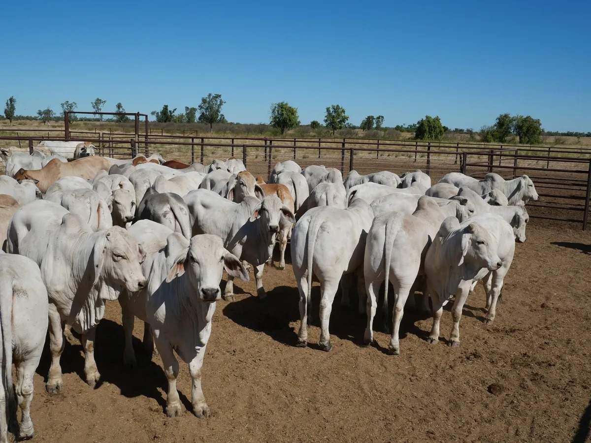 Ernestina Plains, Oorindi Sold by Farmbuy.com - image 23