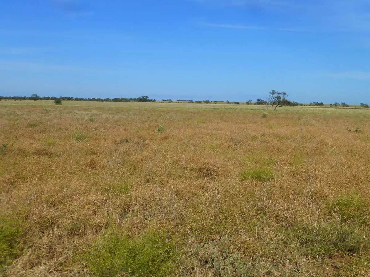 Ernestina Plains, Oorindi Sold by Farmbuy.com - image 6