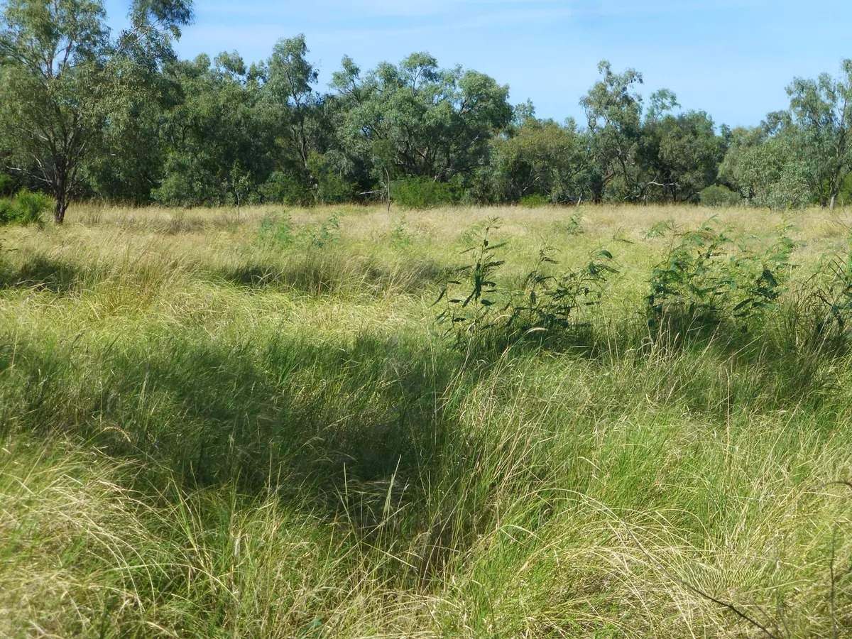 Ernestina Plains, Oorindi Sold by Farmbuy.com - image 14