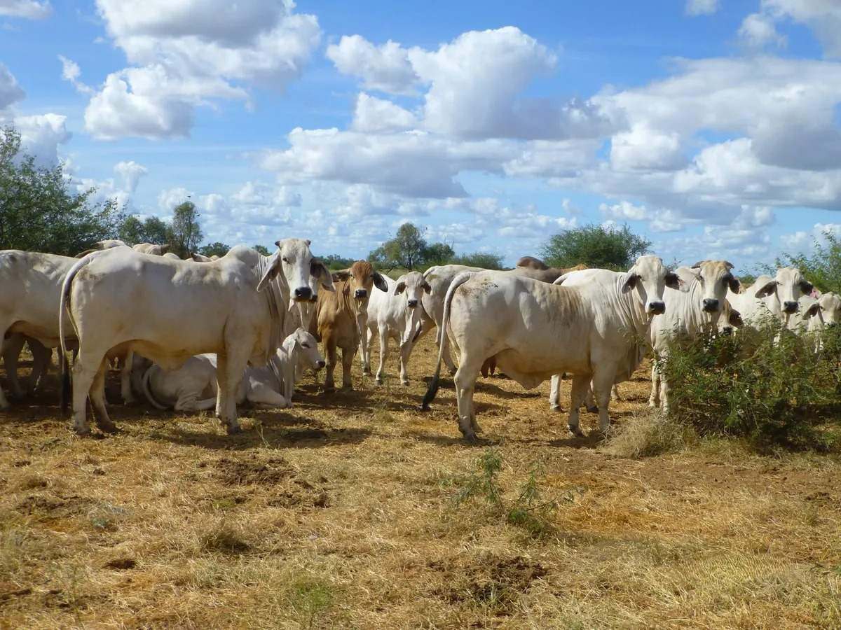 Ernestina Plains, Oorindi Sold by Farmbuy.com - image 20