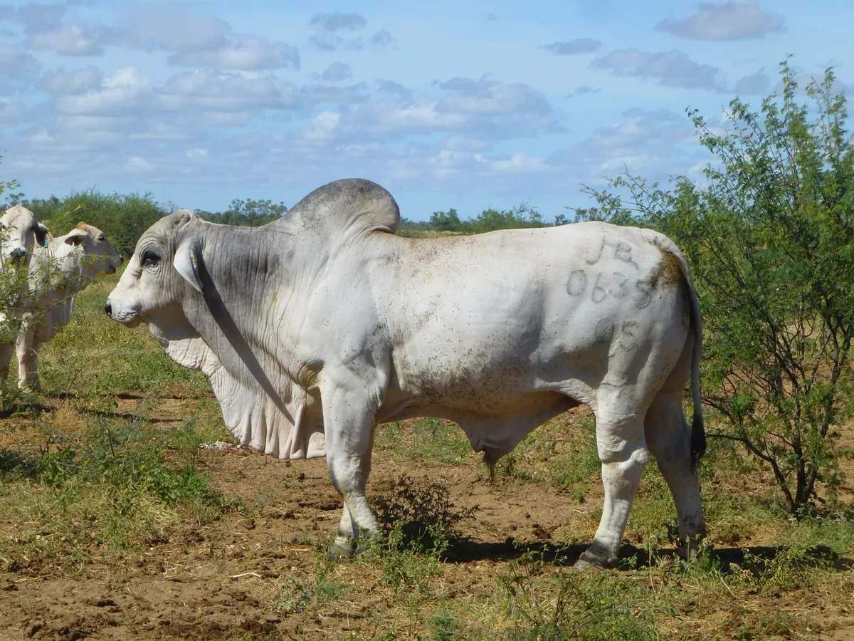 Ernestina Plains, Oorindi Sold by Farmbuy.com - image 24