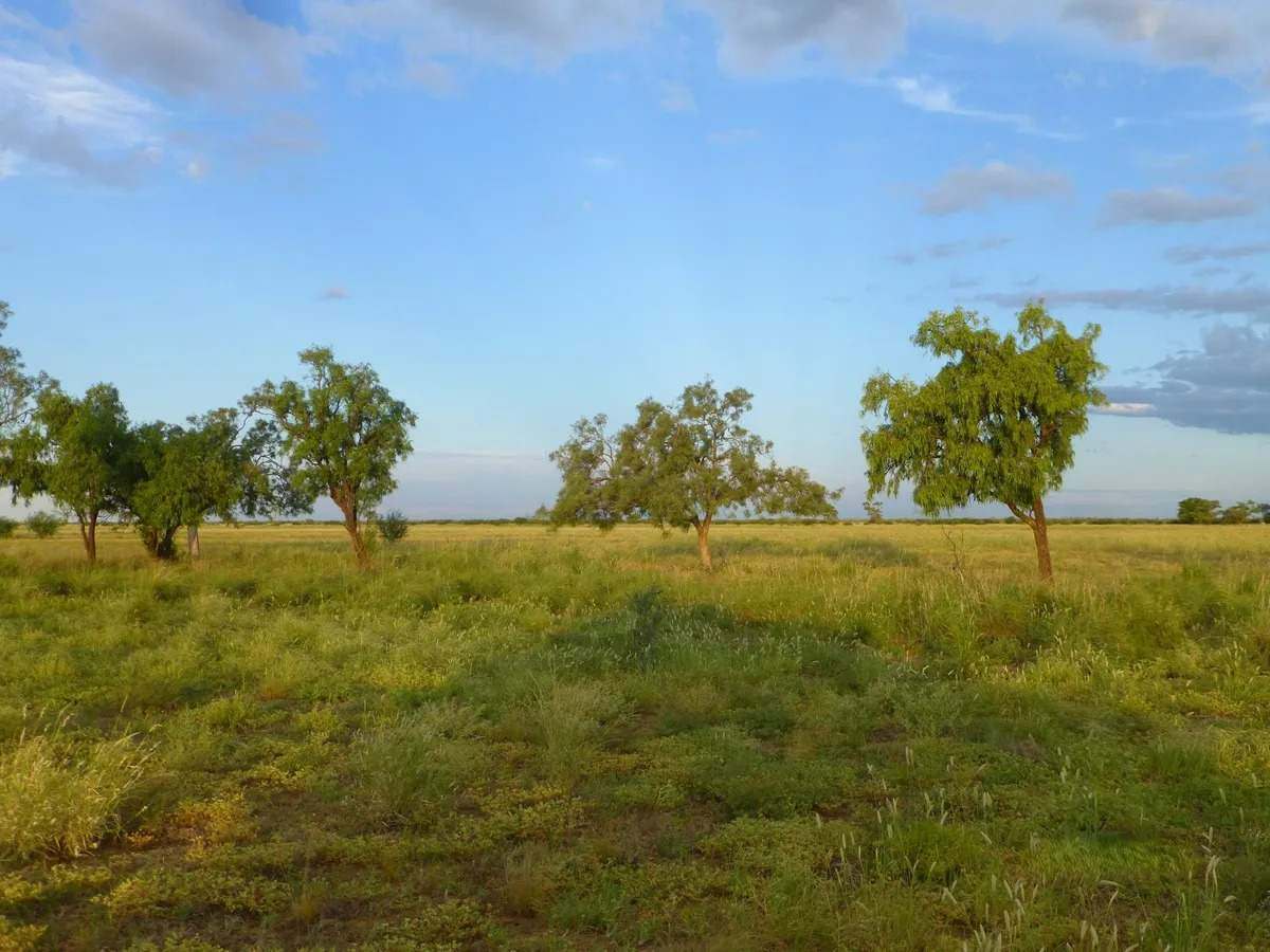 Ernestina Plains, Oorindi Sold by Farmbuy.com - image 12