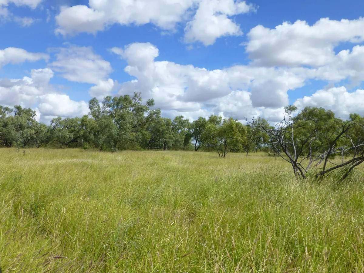 Ernestina Plains, Oorindi Sold by Farmbuy.com - image 9