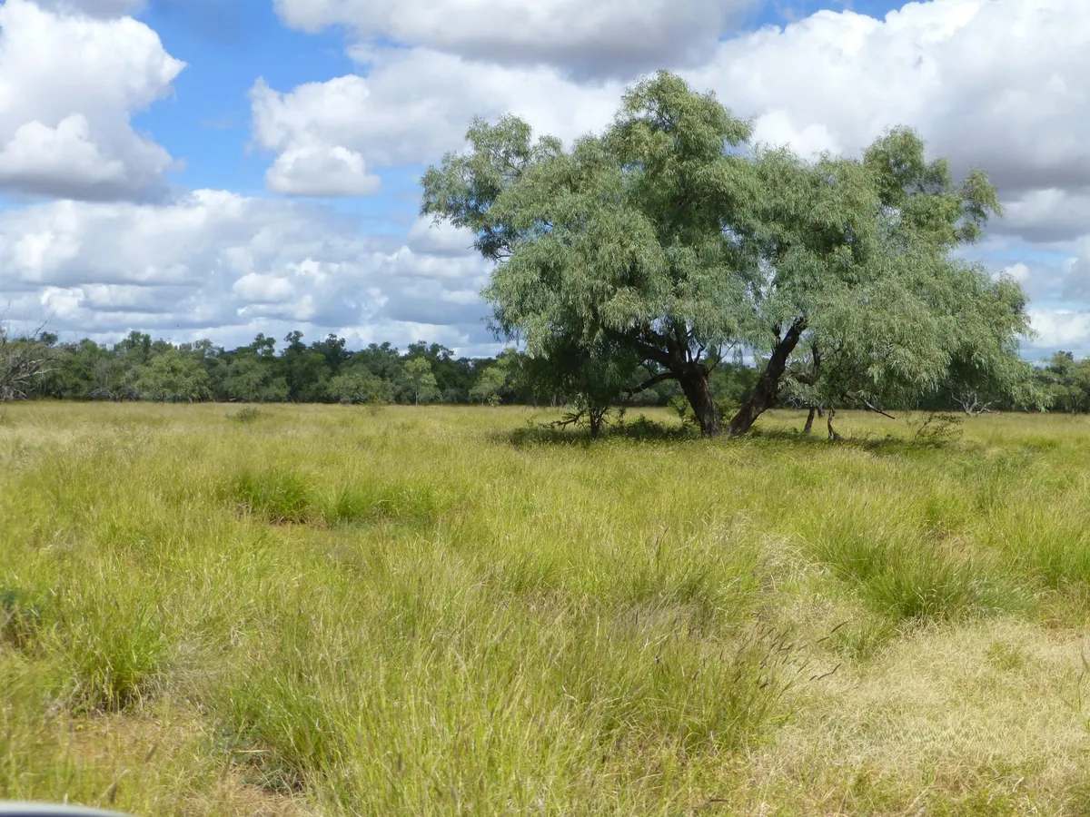 Ernestina Plains, Oorindi Sold by Farmbuy.com - image 5