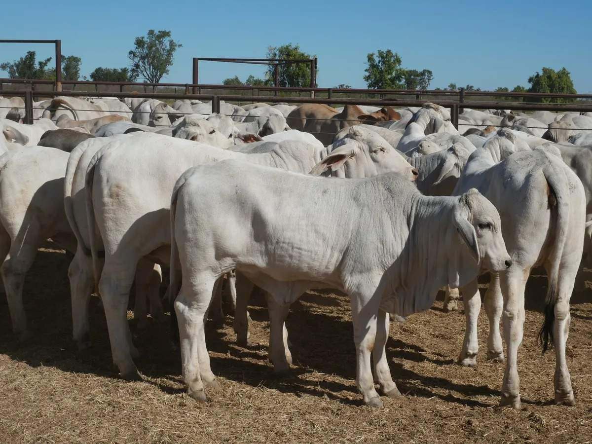 Ernestina Plains, Oorindi Sold by Farmbuy.com - image 22