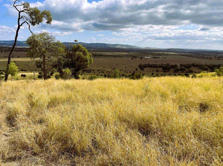 Biloela Auction by Farmbuy.com - image 4