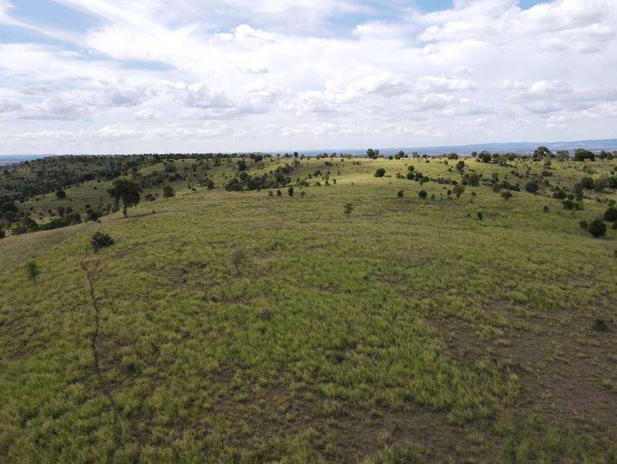 Biloela Auction by Farmbuy.com - image 5