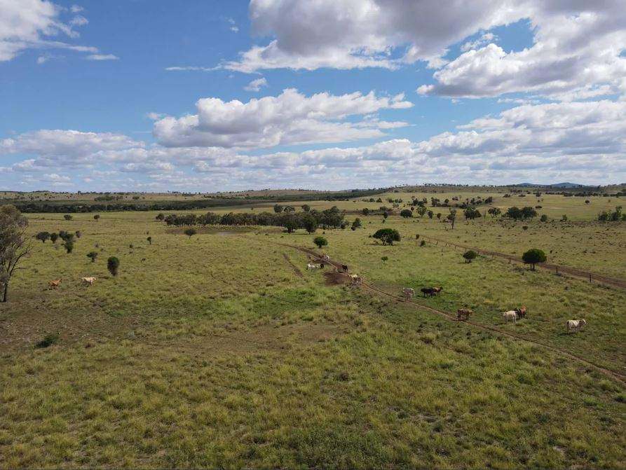 Biloela Auction by Farmbuy.com - image 9