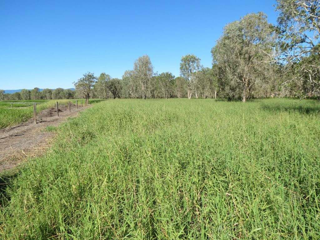 Pomona Road, Ingham For Sale by Farmbuy.com - image 31