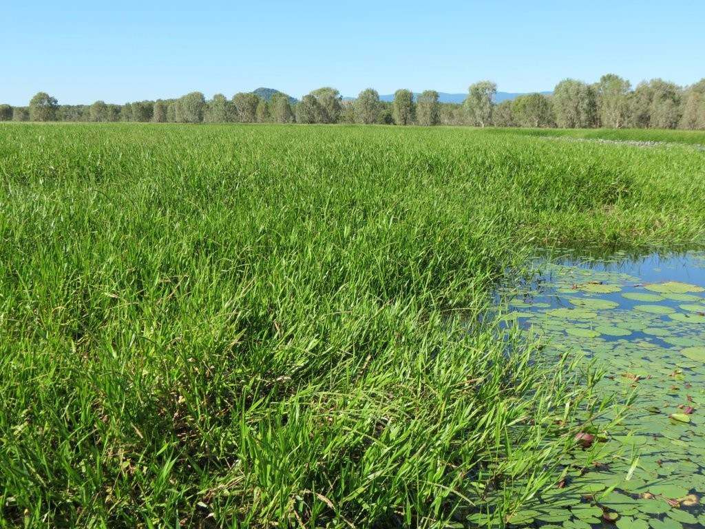 Pomona Road, Ingham For Sale by Farmbuy.com - image 10