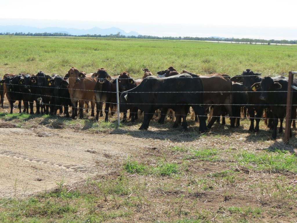 Pomona Road, Ingham For Sale by Farmbuy.com - image 28