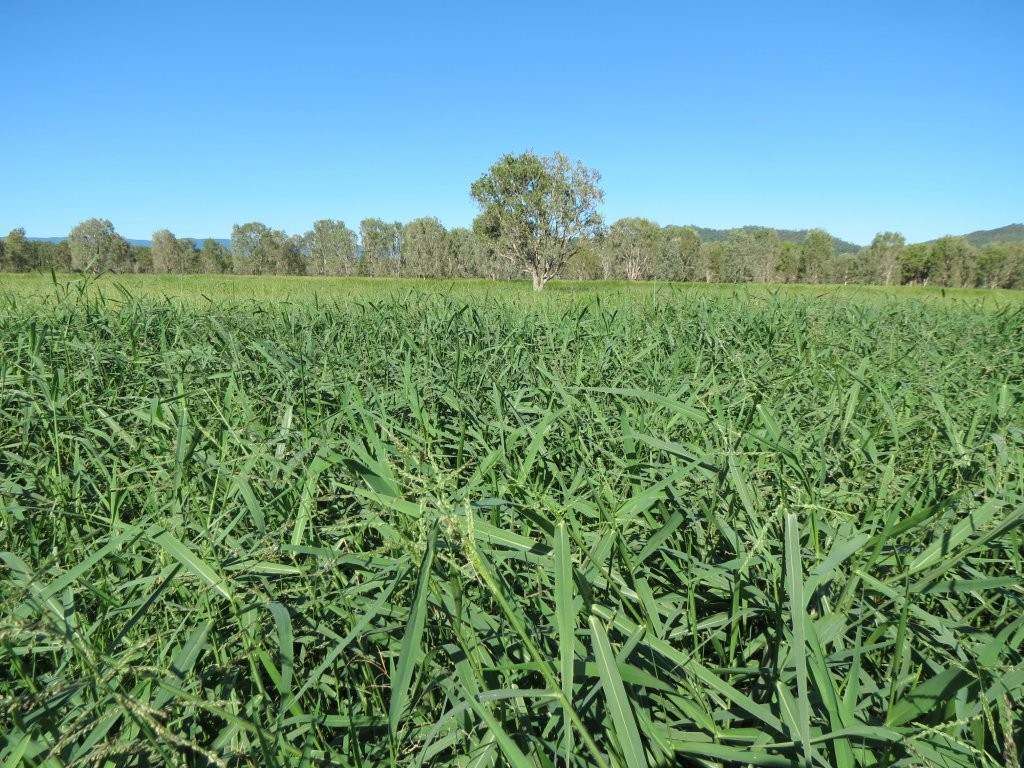 Pomona Road, Ingham For Sale by Farmbuy.com - image 5