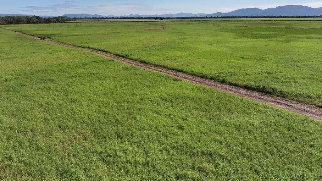 Pomona Road, Ingham For Sale by Farmbuy.com - image 49