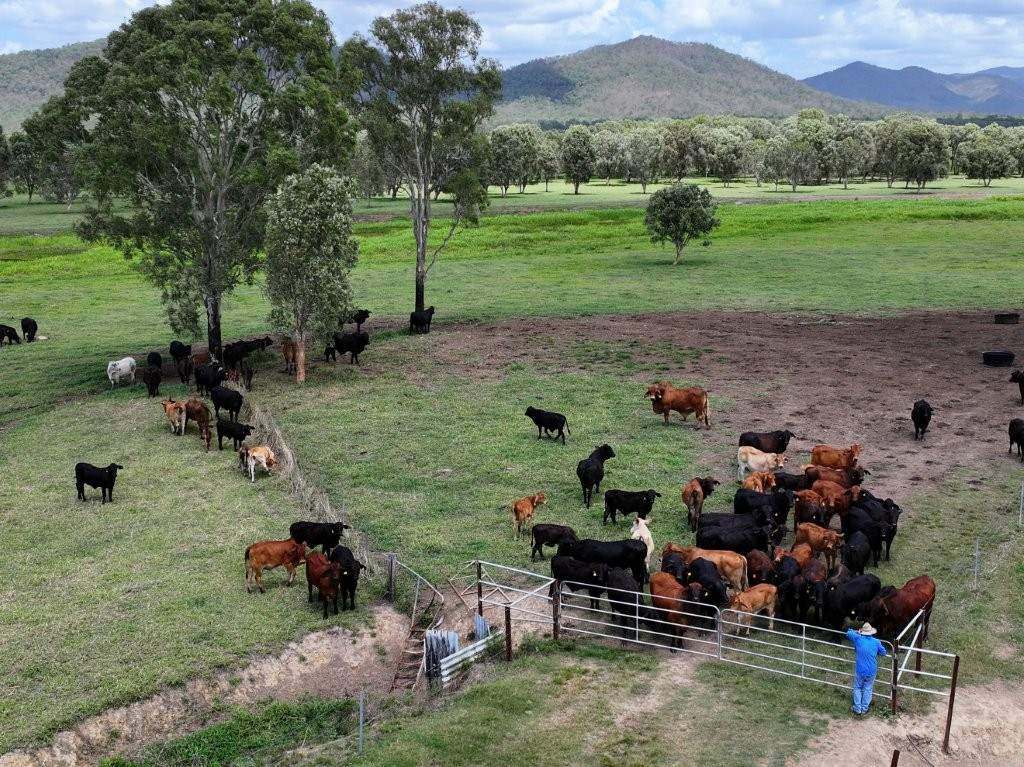Pomona Road, Ingham For Sale by Farmbuy.com - image 14