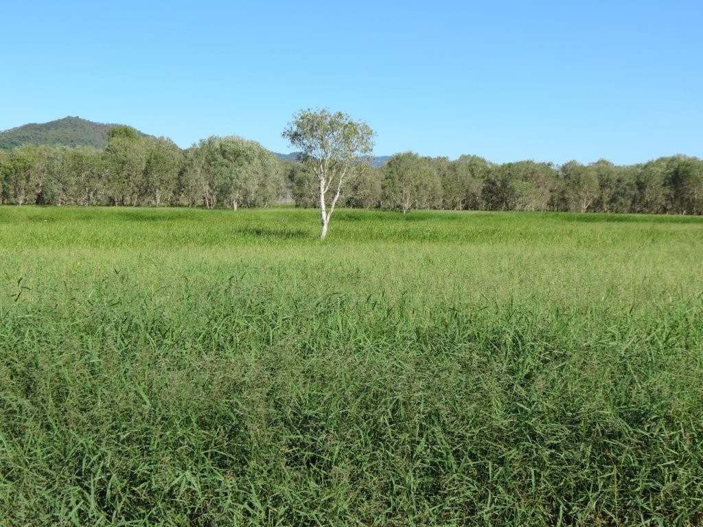 Pomona Road, Ingham For Sale by Farmbuy.com - image 7