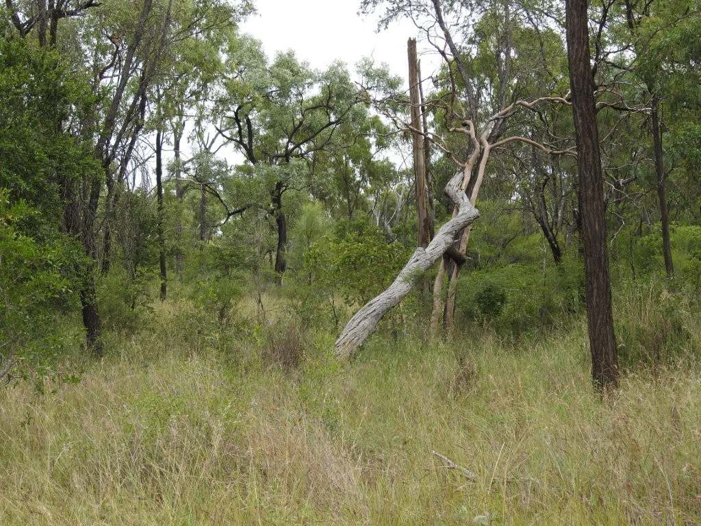 22386 Flinders Highway, Pentland For Sale by Farmbuy.com - image 28